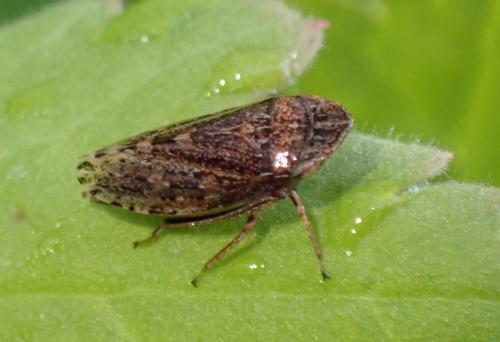 Aphrodes bicinctus